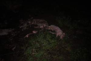 Pile of dead pigs outside - Australian pig farming - Captured at Yelmah Piggery, Magdala SA Australia.