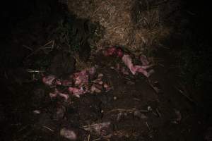 Pile of dead pigs outside - Australian pig farming - Captured at Yelmah Piggery, Magdala SA Australia.