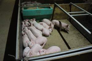 Weaner shed - Australian pig farming - Captured at Finniss Park Piggery, Mannum SA Australia.