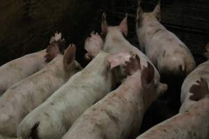 Weaner / grower piglets with cut ears - Australian pig farming - Captured at Finniss Park Piggery, Mannum SA Australia.