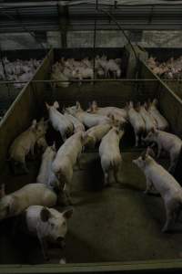 Weaner / grower piglets - Australian pig farming - Captured at Finniss Park Piggery, Mannum SA Australia.