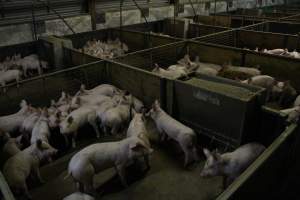 Weaner / grower piglets - Australian pig farming - Captured at Finniss Park Piggery, Mannum SA Australia.