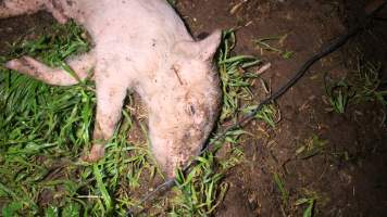 Pile of dead pigs outside - Australian pig farming - Captured at Yelmah Piggery, Magdala SA Australia.