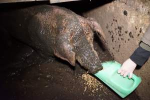 Sow fallen into waste pit under pens - Activists giving her food - Captured at Yelmah Piggery, Magdala SA Australia.