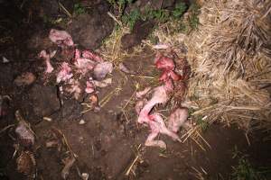 Pile of dead pigs outside - Australian pig farming - Captured at Yelmah Piggery, Magdala SA Australia.