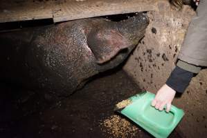 Sow fallen into waste pit under pens - Activists giving her food - Captured at Yelmah Piggery, Magdala SA Australia.