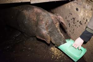 Sow fallen into waste pit under pens - Activists giving her food - Captured at Yelmah Piggery, Magdala SA Australia.