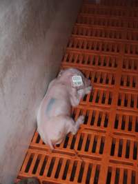 Farrowing crates at Grong Grong Piggery NSW - Australian pig farming - Captured at Grong Grong Piggery, Grong Grong NSW Australia.