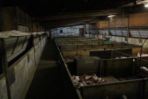 Weaner piglets - Australian pig farming - Captured at Finniss Park Piggery, Mannum SA Australia.