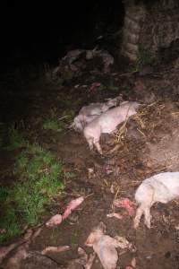 Pile of dead pigs outside - Australian pig farming - Captured at Yelmah Piggery, Magdala SA Australia.