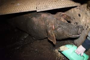 Sow fallen into waste pit under pens - Activists giving her food - Captured at Yelmah Piggery, Magdala SA Australia.