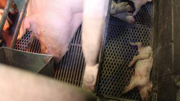 Farrowing crates at Yelmah Piggery SA - Australian pig farming - Captured at Yelmah Piggery, Magdala SA Australia.