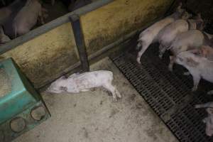 Dead weaner piglet - Australian pig farming - Captured at Finniss Park Piggery, Mannum SA Australia.