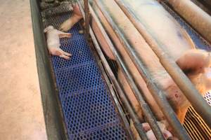 Farrowing crates at Yelmah Piggery SA - Australian pig farming - Captured at Yelmah Piggery, Magdala SA Australia.