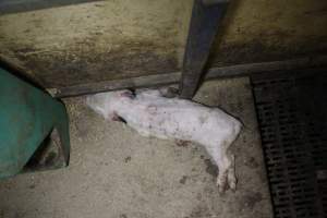 Dead weaner piglet - Australian pig farming - Captured at Finniss Park Piggery, Mannum SA Australia.