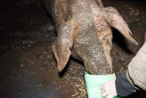 Sow fallen into waste pit under pens - Activists giving her food - Captured at Yelmah Piggery, Magdala SA Australia.