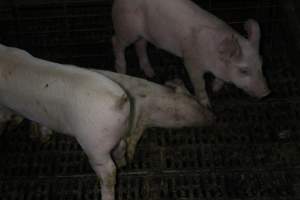 Dead weaner piglet - Australian pig farming - Captured at Finniss Park Piggery, Mannum SA Australia.