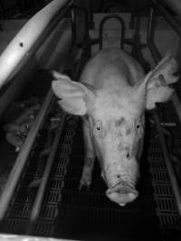 Farrowing crates at Grong Grong Piggery NSW - Australian pig farming - Captured at Grong Grong Piggery, Grong Grong NSW Australia.