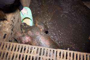 Sow fallen into waste pit under pens - Activists giving her food - Captured at Yelmah Piggery, Magdala SA Australia.