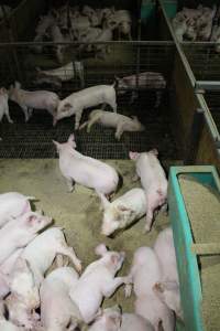 Dead weaner piglet - Australian pig farming - Captured at Finniss Park Piggery, Mannum SA Australia.