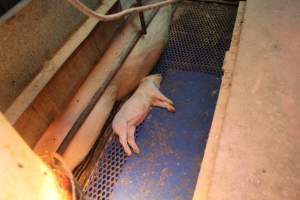 Farrowing crates at Yelmah Piggery SA - Australian pig farming - Captured at Yelmah Piggery, Magdala SA Australia.