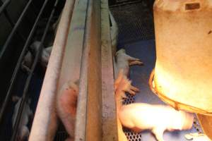 Farrowing crates at Yelmah Piggery SA - Australian pig farming - Captured at Yelmah Piggery, Magdala SA Australia.