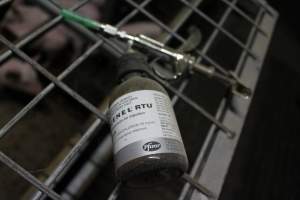 Injection for piglets - Australian pig farming - Captured at Finniss Park Piggery, Mannum SA Australia.