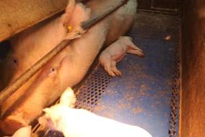 Farrowing crates at Yelmah Piggery SA - Australian pig farming - Captured at Yelmah Piggery, Magdala SA Australia.