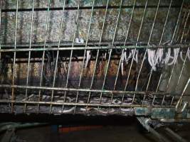 Trolley full of severed piglet tails - Australian pig farming - Captured at Grong Grong Piggery, Grong Grong NSW Australia.