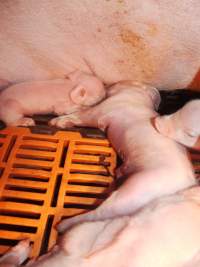 Farrowing crates at Grong Grong Piggery NSW - Australian pig farming - Captured at Grong Grong Piggery, Grong Grong NSW Australia.