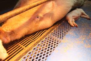 Farrowing crates at Yelmah Piggery SA - Australian pig farming - Captured at Yelmah Piggery, Magdala SA Australia.