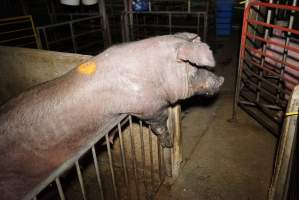 Sow trying to climb out of pen - Australian pig farming - Captured at Yelmah Piggery, Magdala SA Australia.