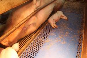 Farrowing crates at Yelmah Piggery SA - Australian pig farming - Captured at Yelmah Piggery, Magdala SA Australia.