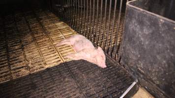 Dead weaner piglet - Australian pig farming - Captured at Yelmah Piggery, Magdala SA Australia.