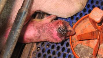 Sow with foot/hoof wound - Australian pig farming - Captured at Yelmah Piggery, Magdala SA Australia.