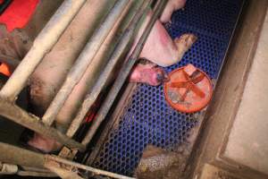 Sow with foot/hoof wound - Australian pig farming - Captured at Yelmah Piggery, Magdala SA Australia.