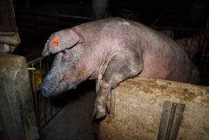 Sow trying to climb out of pen - Australian pig farming - Captured at Yelmah Piggery, Magdala SA Australia.