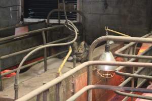 Cat in farrowing shed - Australian pig farming - Captured at Yelmah Piggery, Magdala SA Australia.