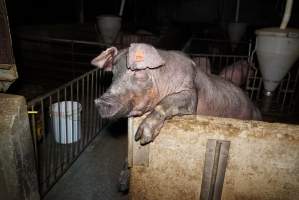 Sow trying to climb out of pen - Australian pig farming - Captured at Yelmah Piggery, Magdala SA Australia.