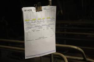 Farrowing record - Australian pig farming - Captured at Yelmah Piggery, Magdala SA Australia.