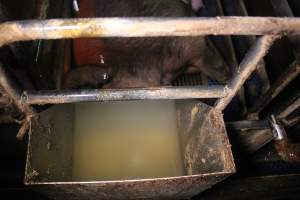 Water dripping into feed tray - Australian pig farming - Captured at Yelmah Piggery, Magdala SA Australia.