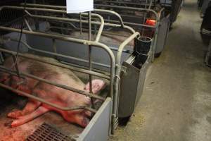 Farrowing crates at Yelmah Piggery SA - Australian pig farming - Captured at Yelmah Piggery, Magdala SA Australia.