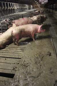 Sows living in excrement in group housing - Australian pig farming - Captured at Yelmah Piggery, Magdala SA Australia.