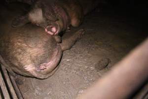 Sows living in excrement in group housing - Australian pig farming - Captured at Yelmah Piggery, Magdala SA Australia.