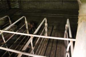 Large gaps in floor of group sow housing - Australian pig farming - Captured at Yelmah Piggery, Magdala SA Australia.