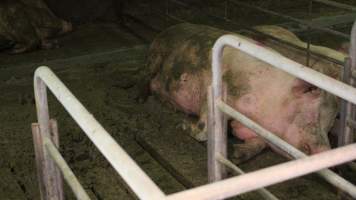 Sows living in excrement in group housing - Australian pig farming - Captured at Yelmah Piggery, Magdala SA Australia.