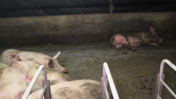 Sows living in excrement in group housing - Australian pig farming - Captured at Yelmah Piggery, Magdala SA Australia.