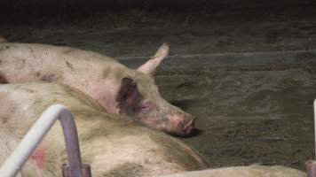 Sows living in excrement in group housing - Australian pig farming - Captured at Yelmah Piggery, Magdala SA Australia.