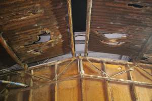 Ceiling of group sow housing shed - Australian pig farming - Captured at Yelmah Piggery, Magdala SA Australia.