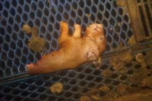 Farrowing crates at Yelmah Piggery SA - Australian pig farming - Captured at Yelmah Piggery, Magdala SA Australia.